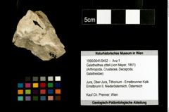 Foto (Objekt + Etiketten) von Galatheithes zitteli (von Meyer, 1851) 